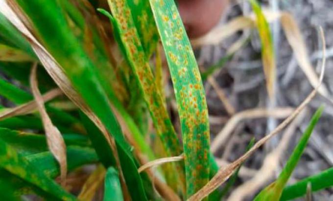 Al mal clima se suman las enfermedades y hay un nuevo recorte en la cosecha de trigo
