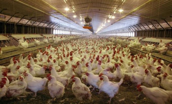 Una empresa santafecina muestra el camino hacia una nueva etapa en la industria avícola