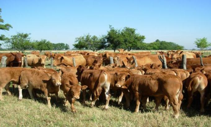 El cruzamiento, clave para producir más terneros por vaca y más carne por animal