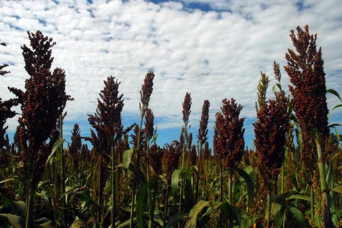 El rol del sorgo con altos niveles de taninos en la producción de carne y de leche
