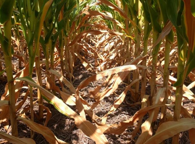 Alerta climática: el Servicio Meteorológico advierte que existe alta probabilidad de que se profundice la restricción hídrica en La Pampa y oeste de Buenos Aires