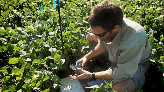 Gases de efecto invernadero: investigadores de la Fauba determinaron que el cultivo de soja lidera la emisión de óxido nitroso