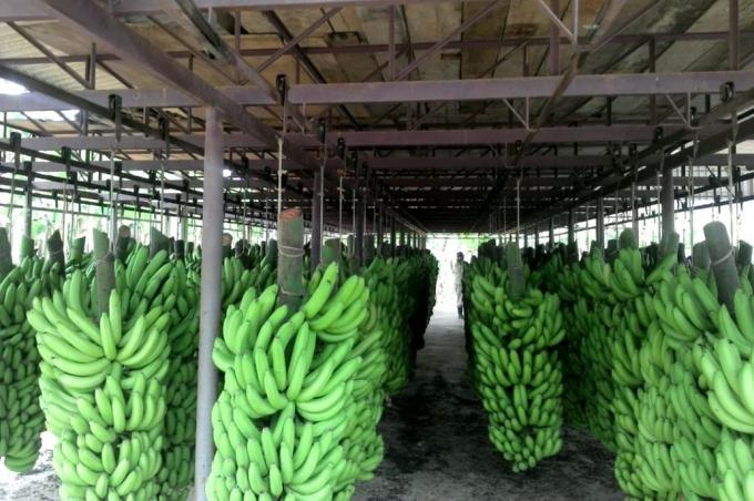 En Salta. Los hermanos que invirtieron US$6 millones para competir con las bananas del exterior