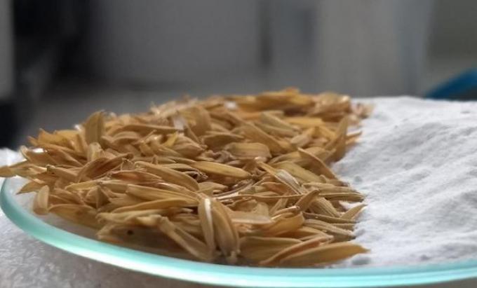Investigadores desarrollan la producción de un mineral a través de los residuos del arroz.