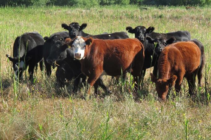 Opinión: retenciones diferenciales para la carne y soluciones mágicas