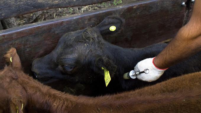 Determinaron los requisitos para habilitar la comercialización de dispositivos de identificación electrónica de animales