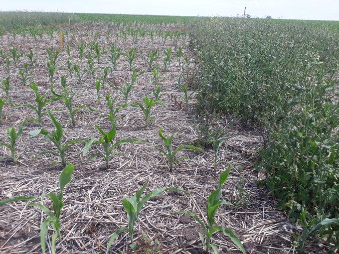 Luego de veinte años se actualizó el protocolo de ensayos de eficacia agronómica y fitotoxicidad de productos fitosanitarios