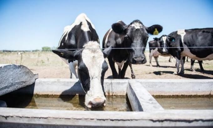Altas temperaturas: cuidados para proteger al ganado del estrés calórico.