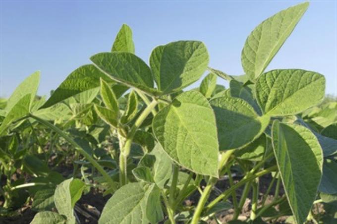 Agricultura: microplásticos y crecimiento de las plantas.