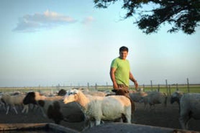 Carne ovina: el modelo que nace en el campo y quiere conquistar al consumidor.