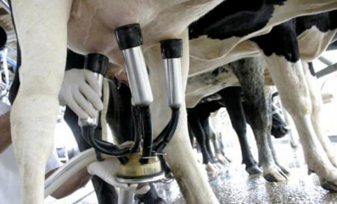 Alberto Fernández aseguró que “el productor de leche no tiene nada de insumos en dólares”: pero no es cierto