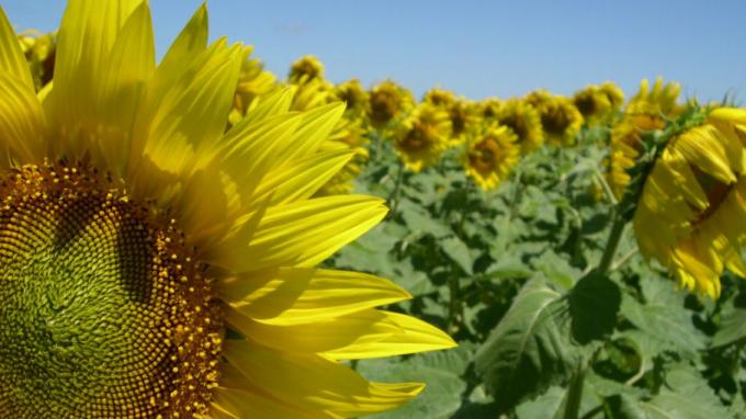 Capitanich estimó 600.000 toneladas de producción de girasol para esta temporada en Chaco