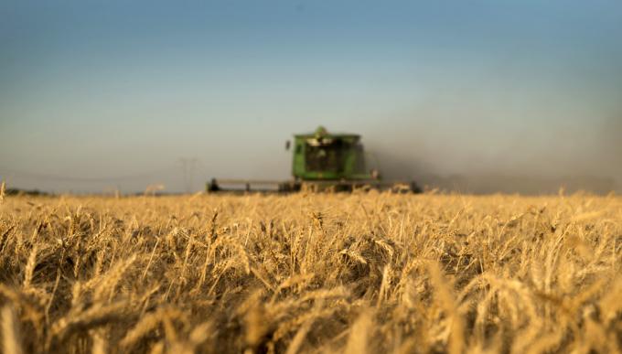 El trigo arrojó resultados históricos en el centro y norte de Santa Fe, según la BCSF