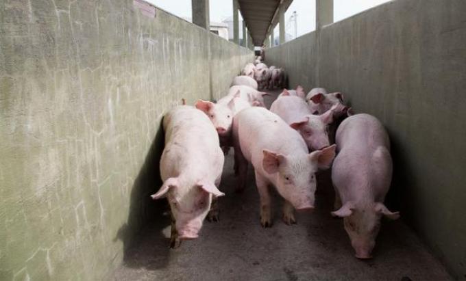 Alerta por Venezuela: Senasa pidió información por la llegada de cerdos rusos