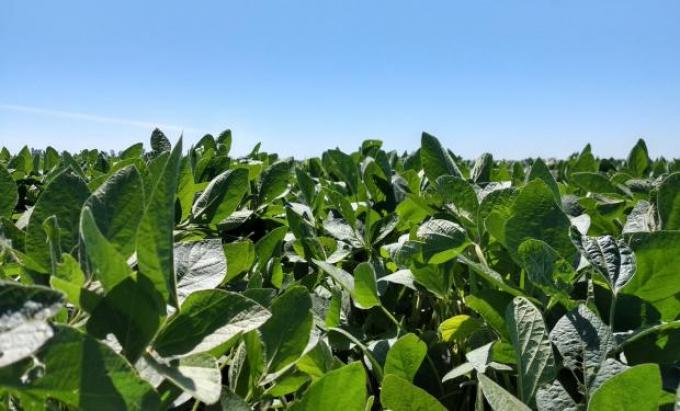 Se reduce el área implantada de soja debido a la falta de lluvias en algunas zonas