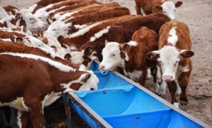 Mendoza duplicó la producción de carne bovina en 15 años