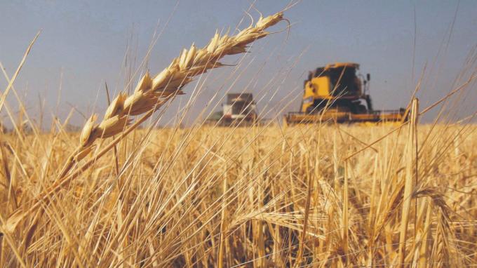 Cuáles fueron los principales mercados para el trigo argentino