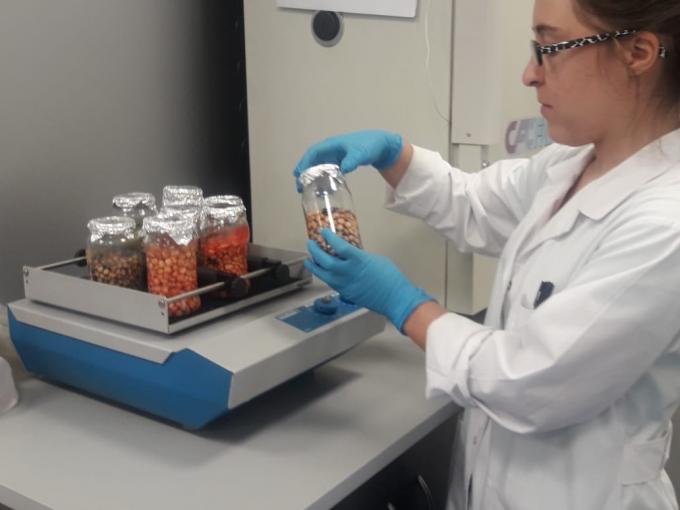El laboratorio del Senasa analiza las semillas de maíz argentinas que se exportan al mundo