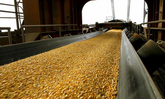 Las recientes lluvias afirman una supercampaña de 49 millones de toneladas para el maíz 209/20