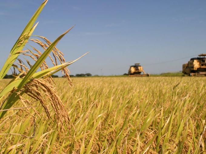 Arroz: Medir la huella ambiental para aumentar la eficiencia productiva