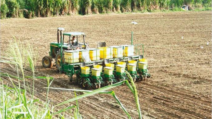El avance nacional de siembra de maíz ya se ubica en el 91% de las 6,3 millones de hectáreas estimadas para el actual ciclo