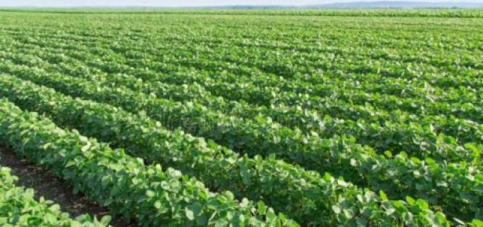 Solicitan el registro de una soja resistente a podredumbre de la raíz y base del tallo