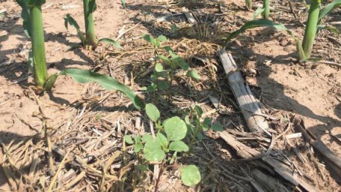 Luz de alerta: un tercio de los lotes en el norte de Córdoba tiene un grave problema de malezas