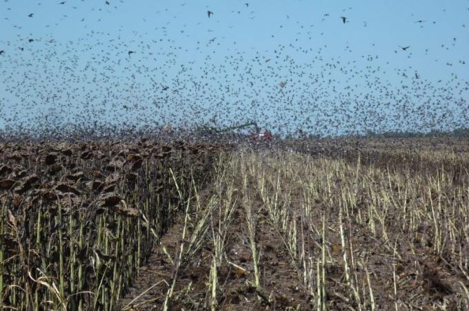 En Santa Fe denuncian numerosos ataques de palomas y cotorras a los cultivos