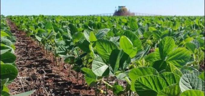 Soja: a poco de finalizar la siembra es muy buena la condición de los cultivos