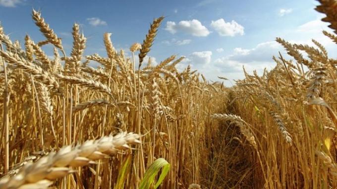 La producción de trigo llegaria a las 7 millones de toneladas