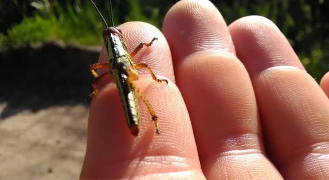 Alerta por langostas en Córdoba: el Senasa detectó un foco en Nono