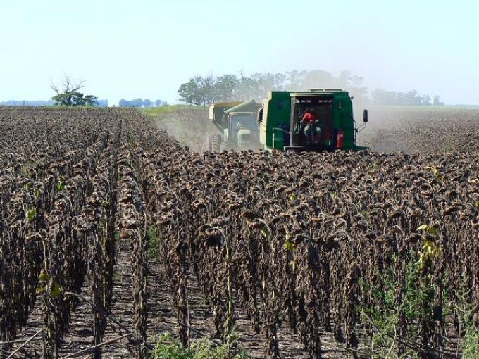 Avanza la cosecha de girasol en el norte y mejoran los rindes