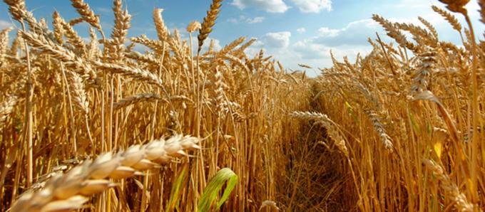 El trigo aportó más de US$ 3 mil millones a la economía
