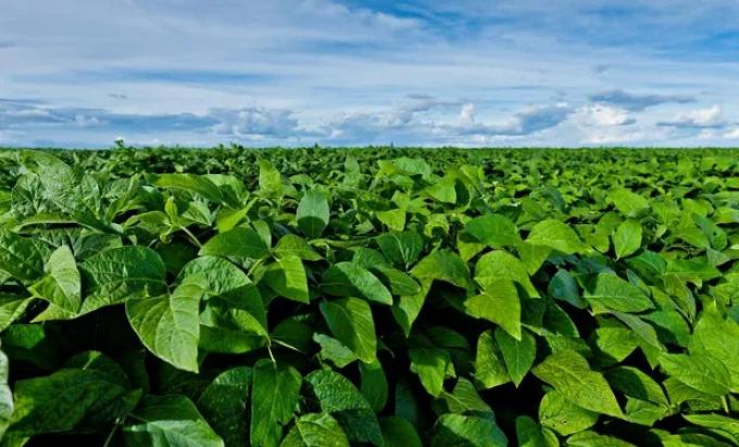 Nuevos datos del INDEC confirman que la soja es la reina de las tierras en Argentina