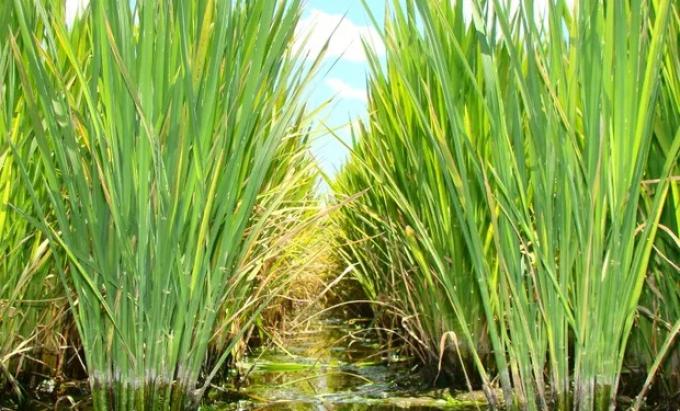 Entre Ríos desarrolla un sistema de alarma para el quemado del arroz