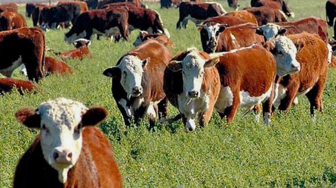 Novillo Mercosur: la Argentina mostró el único aumento de precios