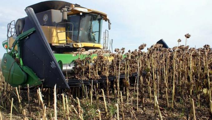 La Región NEA se aproxima al cierre de campaña de girasol 2019/20 con rinde récord de 21,6 qq/ha