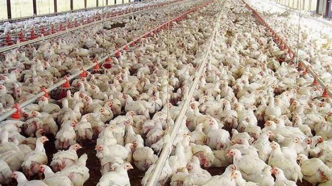 La producción avícola creció 9 por ciento en 2019