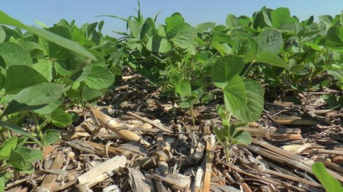 Claroscuros en la soja: sube la proyección de cosecha, pero baja fuerte el precio