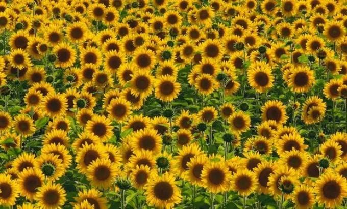 En Santa Fe el girasol consolidó su rendimiento con un promedio de 23 qq/ha