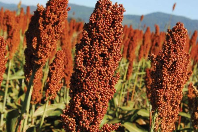 El avance nacional de siembra de sorgo se ubica en el 96% de las 750 mil hectáreas estimadas para la camapaña 2029/20