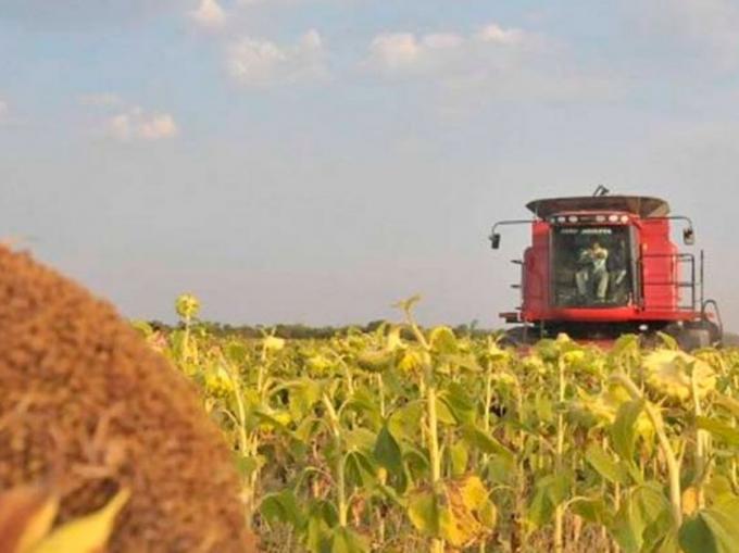 El 32,1% del girasol se encuentra cosechado, con rindes promedios zonales superiores a los rindes históricos