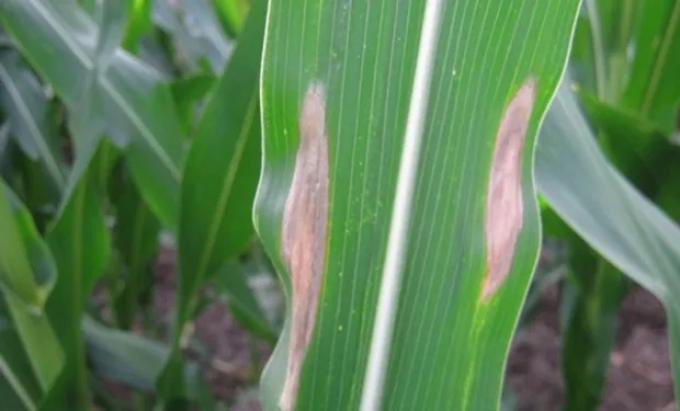 Entre Ríos: alertan sobre el avance de tizón foliar en maíces tardíos