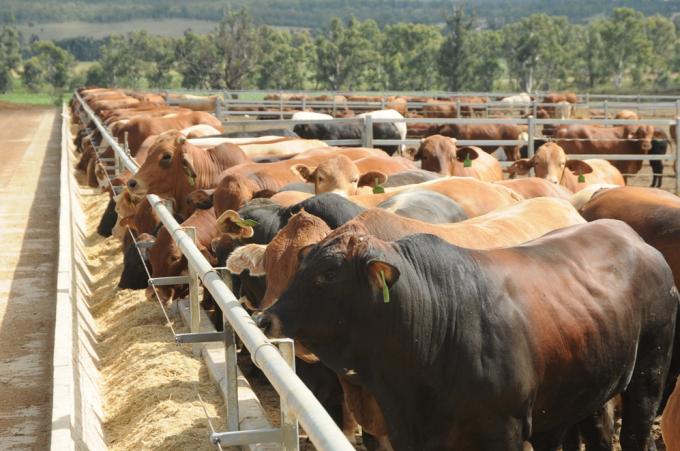 Novillo Mercosur: entre leves subas y bajas más marcadas