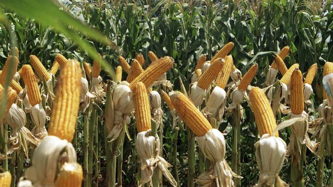 Jornada con pocos negocios y con precios en baja para el maíz en el mercado local