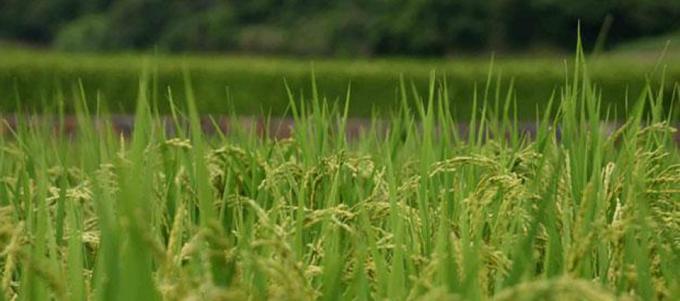 Arroz: piden que se reconozca como economía regional y tenga 5% de retenciones