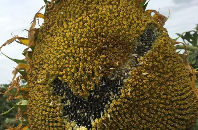 Negocio saludable: el precio ofertado por el girasol alto oleico alcanza un máximo de 360 u$s/tonelada