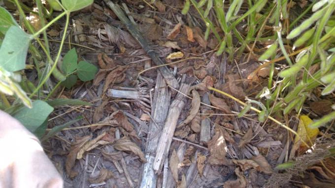 Un estudio indica que en la zona núcleo pampeana la siembra directa no se emplea de manera sostenible