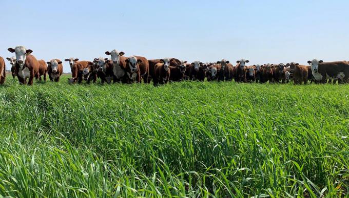 Recomiendan incorporar avenas para aumentar la producción de carne