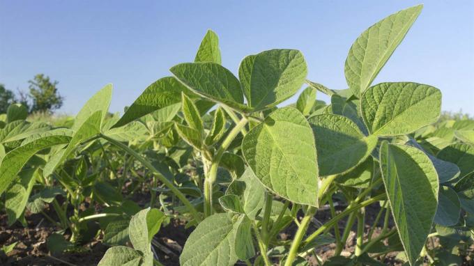 Argentina federal: el negocio de la soja 2019/20 se tornó inviable en la mayor parte de las regiones agrícolas